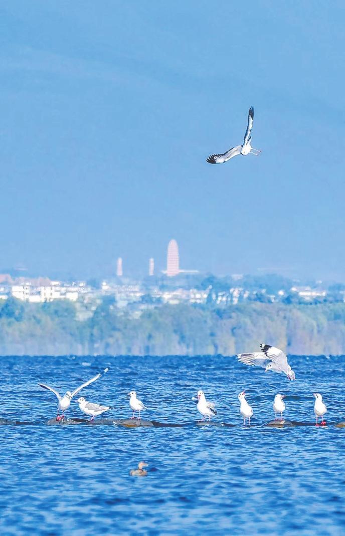 洱海湖面上的海鸥与远处大理城市景观